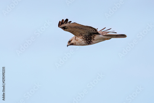 狩りのために葦原を飛翔する美しいノスリ（タカ科）
英名学名：Eastern Buzzard (Buteo japonicus, family comprising hawks)
栃木県栃木市渡良瀬遊水地-2025
 photo