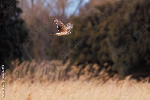 夕方飛翔してねぐら入りする美しいハイイロチュウヒ（タカ科）
英名学名：orthern harrier (Circus cyaneus, family comprising hawks) 
栃木県栃木市渡良瀬遊水地-2025
 photo