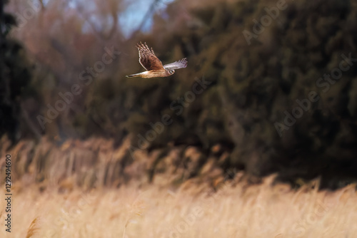 夕方飛翔してねぐら入りする美しいハイイロチュウヒ（タカ科）
英名学名：orthern harrier (Circus cyaneus, family comprising hawks) 
栃木県栃木市渡良瀬遊水地-2025
 photo