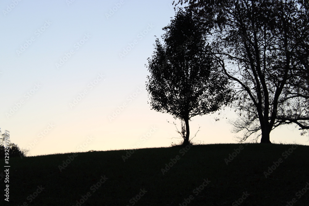 Obraz premium silhouette of a tree