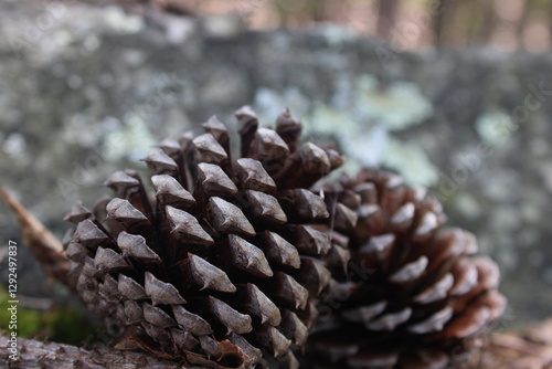 close up of a pine cone