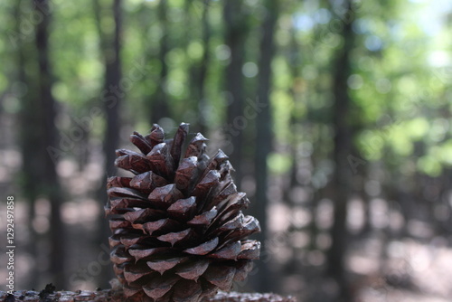 Pinecone 