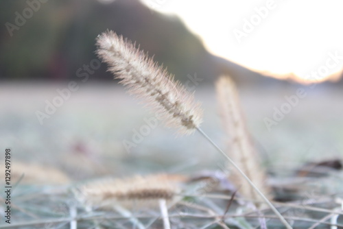 dry grass in the wind