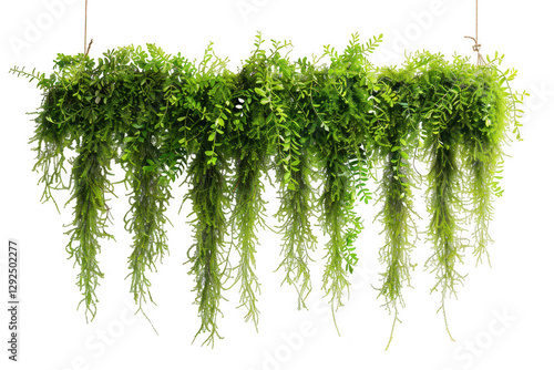 Hanging Spanish Moss on white background. Isolated