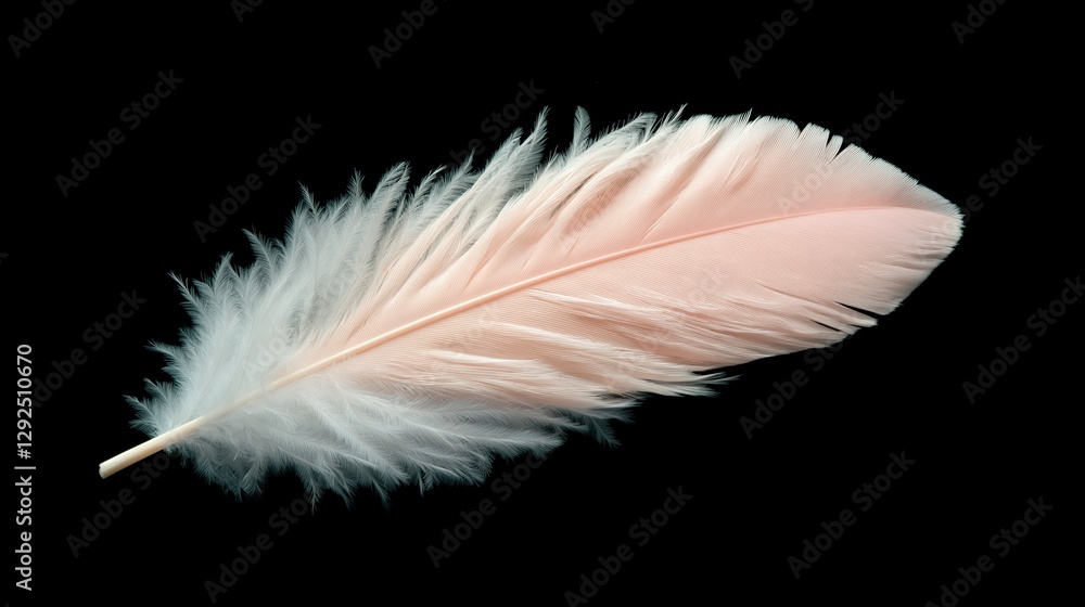 Obraz premium Pale Pink Feather Soft Light Texture Black Backgrounds