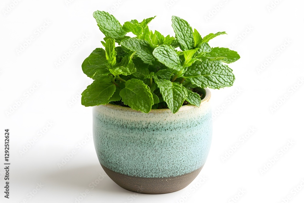 Indoor Flower Plants in Elegant Ceramic and Terracotta Pots Isolated In Clean Background Indoor Flower Plants in Elegant Ceramic and Terracotta Pots Isolated In Clean Background