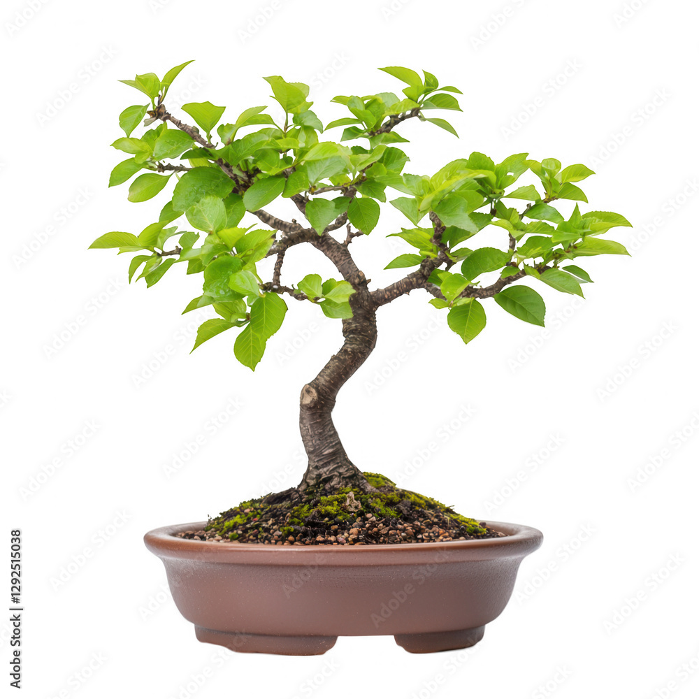 Beautiful bonsai tree with lush green leaves in a brown ceramic pot showcasing nature's artistry Beautiful bonsai tree with lush green leaves in a brown ceramic pot showcasing nature's artistry