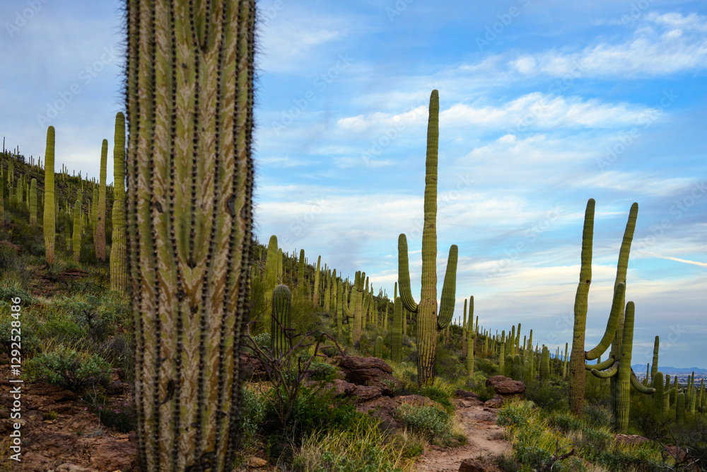 saguaro cactus in arizona blue sky and soft clouds saguaro cactus in arizona blue sky and soft clouds