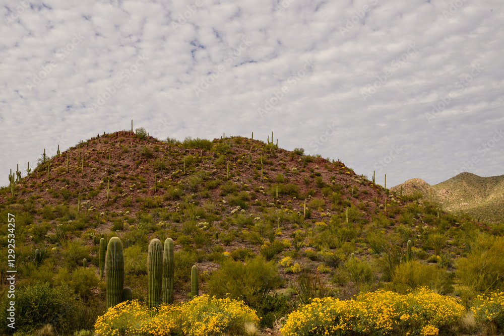 Obraz premium arizona mountain hillside covered with saguaro cactus cacti