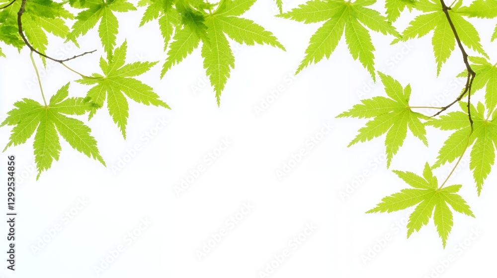 Bright Green Maple Leaves Frame on White Background Bright Green Maple Leaves Frame on White Background