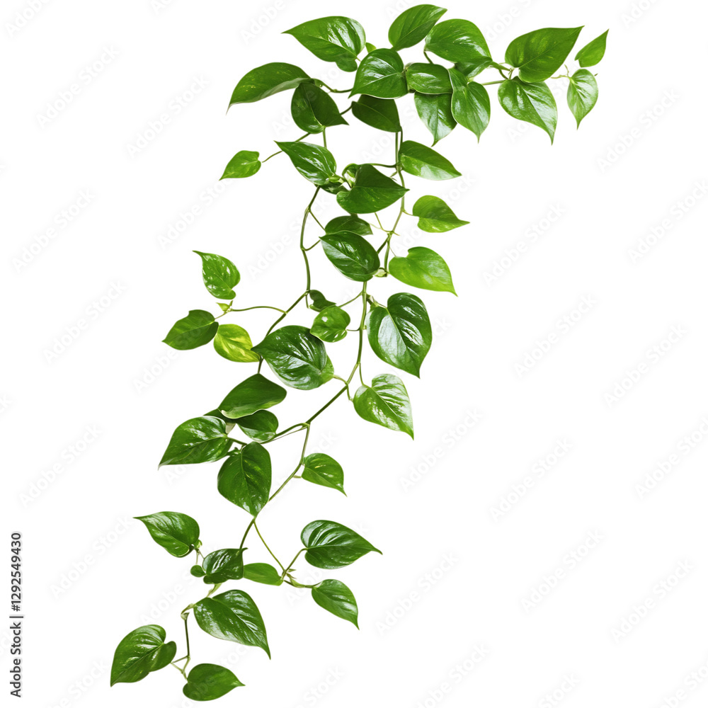 Trailing Pothos Plant with Cascading Green Leaves Isolated on Transparent Background Trailing Pothos Plant with Cascading Green Leaves Isolated on Transparent Background