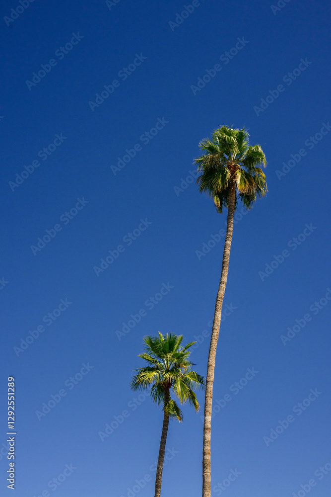 Fototapeta premium palm tree against blue sky