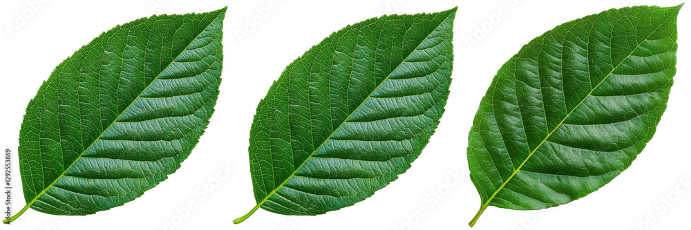Three green leaves with detailed veins, isolated on white. Nature concept. Three green leaves with detailed veins, isolated on white. Nature concept.