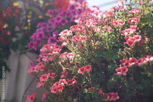 Wallpaper Mural Blooms in Rome #3 Torontodigital.ca