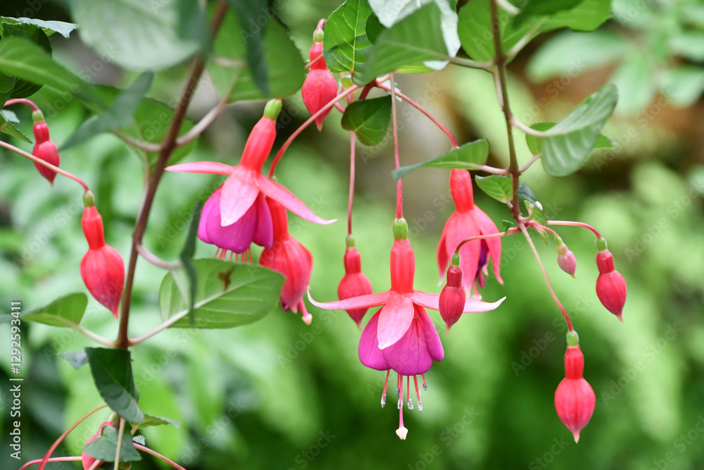 Obraz premium フクシア「ブレンダ・リー・ピーターソン」fuchsia