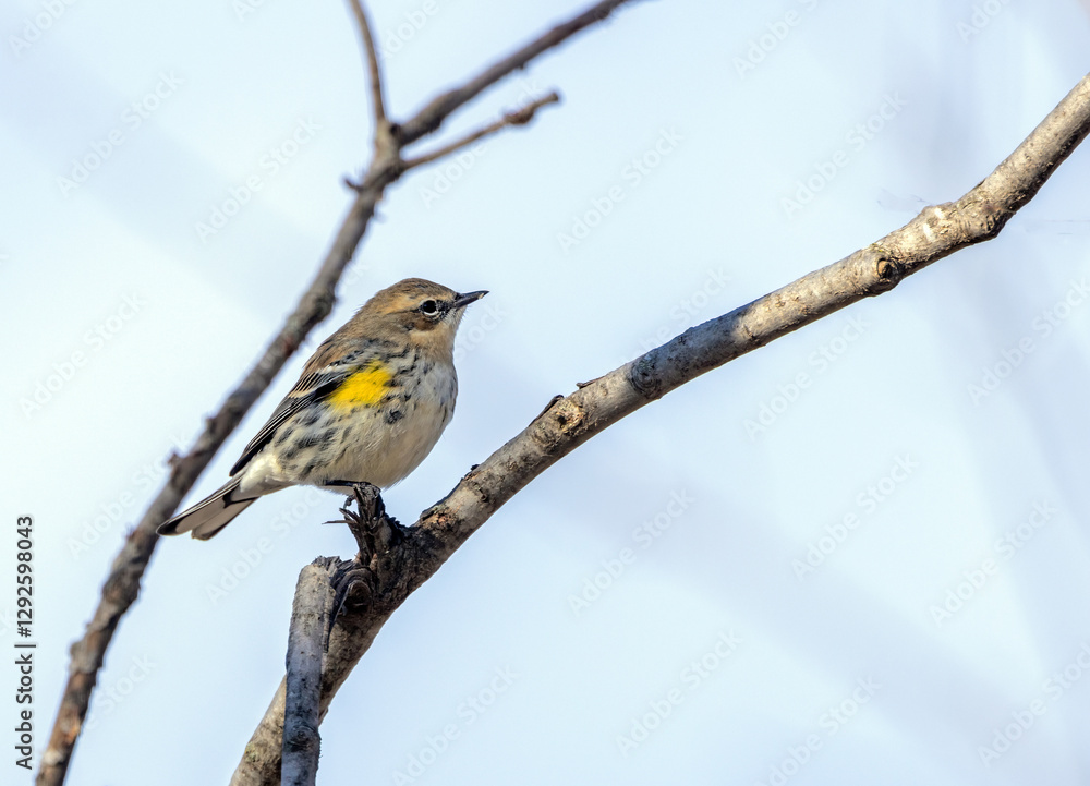 A Yellow-rumped Warbler perched on a branch. A Yellow-rumped Warbler perched on a branch.