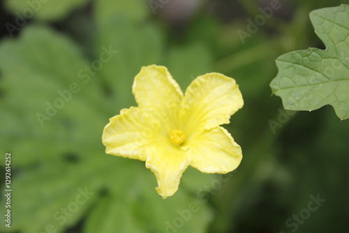 the flowers of bitter melon are bright yellow