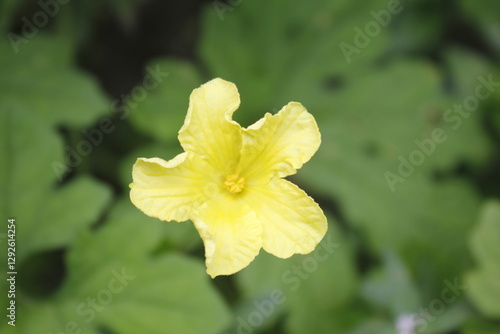 the flowers of bitter melon are bright yellow