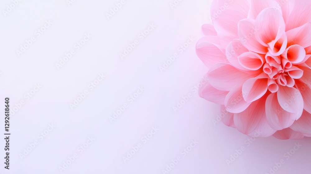 Fototapeta premium Delicate Blossom of Pale Pink Flower Centered Right on Light Backdrop Embodying Softness and Serenity