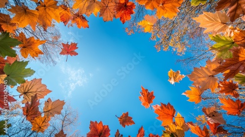 Autumn Canopy: Maple Leaves Framing Blue Sky