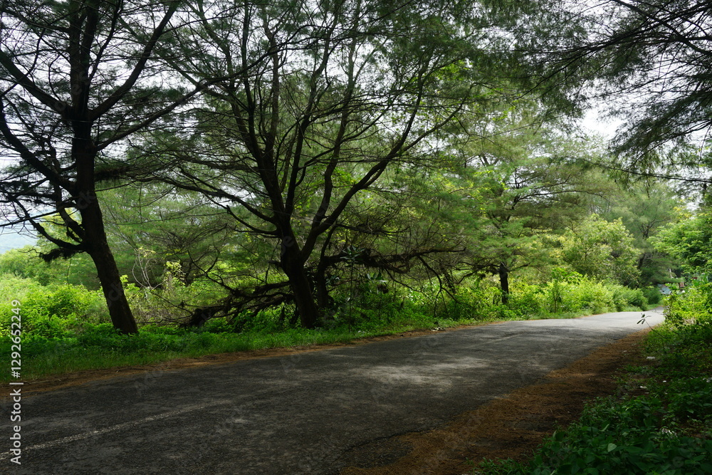 An ashpalt road in a forest with twisted tree trunks and tangled branches, a perfect setting for a fairytale. An ashpalt road in a forest with twisted tree trunks and tangled branches, a perfect setting for a fairytale.