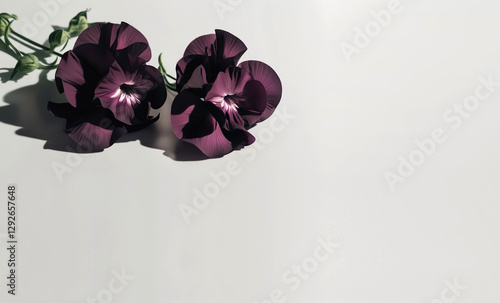 a beautiful dark purple flower with large petal photo