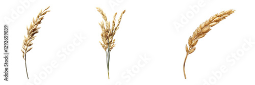 Set of grain of rice with intricate detail isolated on a white or transparent background.