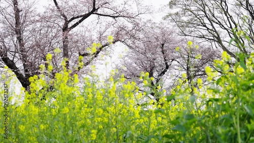 Wallpaper Mural ソメイヨシノと菜の花 Torontodigital.ca