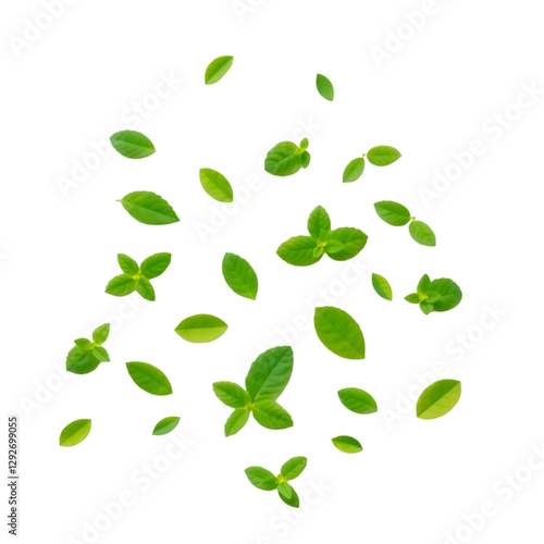 Fresh Green Leaves on White Background