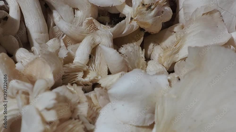 Close-up of a Pile of Fresh Oyster Mushrooms Close-up of a Pile of Fresh Oyster Mushrooms