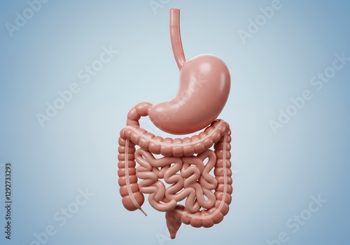 Human Digestive System Showing Stomach and Intestines on Light Blue