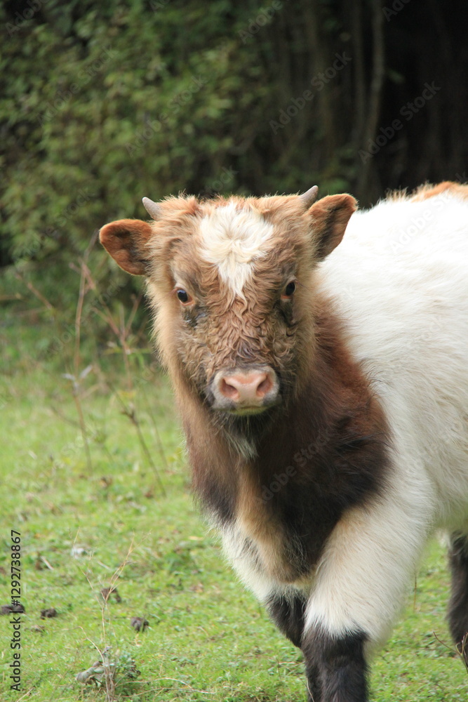 Fototapeta premium calf