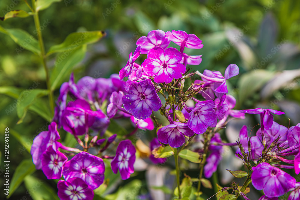Vibrant purple flowers blooming in a lush garden during sunny spring days Vibrant purple flowers blooming in a lush garden during sunny spring days