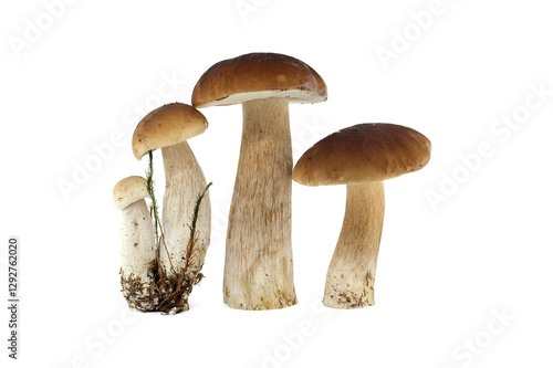 Fresh penny bun mushrooms on a white background presented in a group