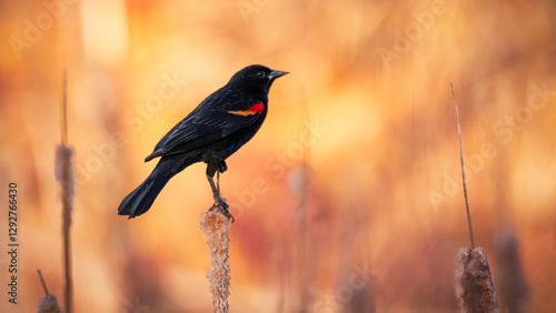 Red-Winged Black Bird Perched on a Reed