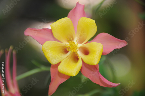 Macro Flower by Charity Ingham