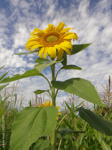 Sunflower & Clouds by Charity Ingham