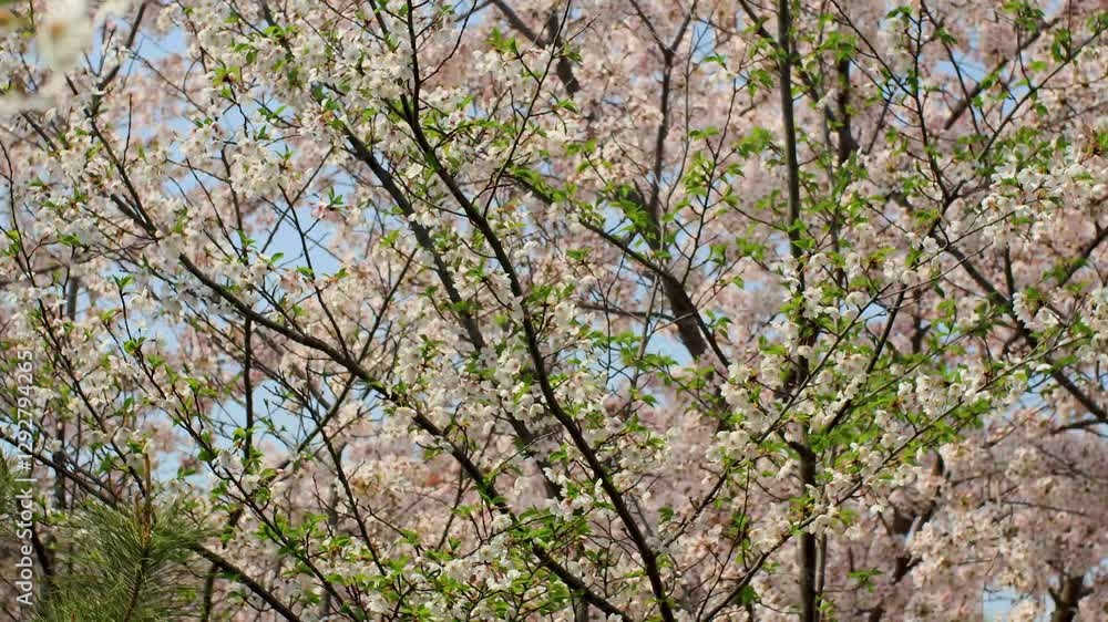 Experience the breathtaking spring cherry blossom bloom with vibrant flowers illuminated by backlight Experience the breathtaking spring cherry blossom bloom with vibrant flowers illuminated by backlight