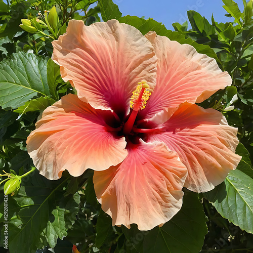 pink hibiscus flower