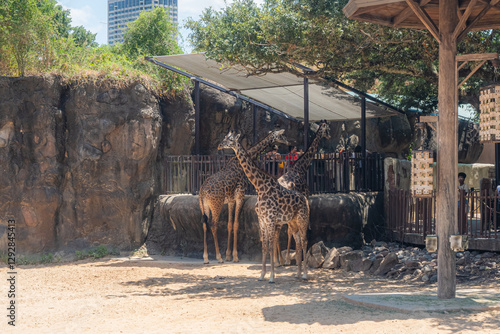 Photography Two giraffes standing tall, sharing secrets only the sky can hear, Houston Zoo,