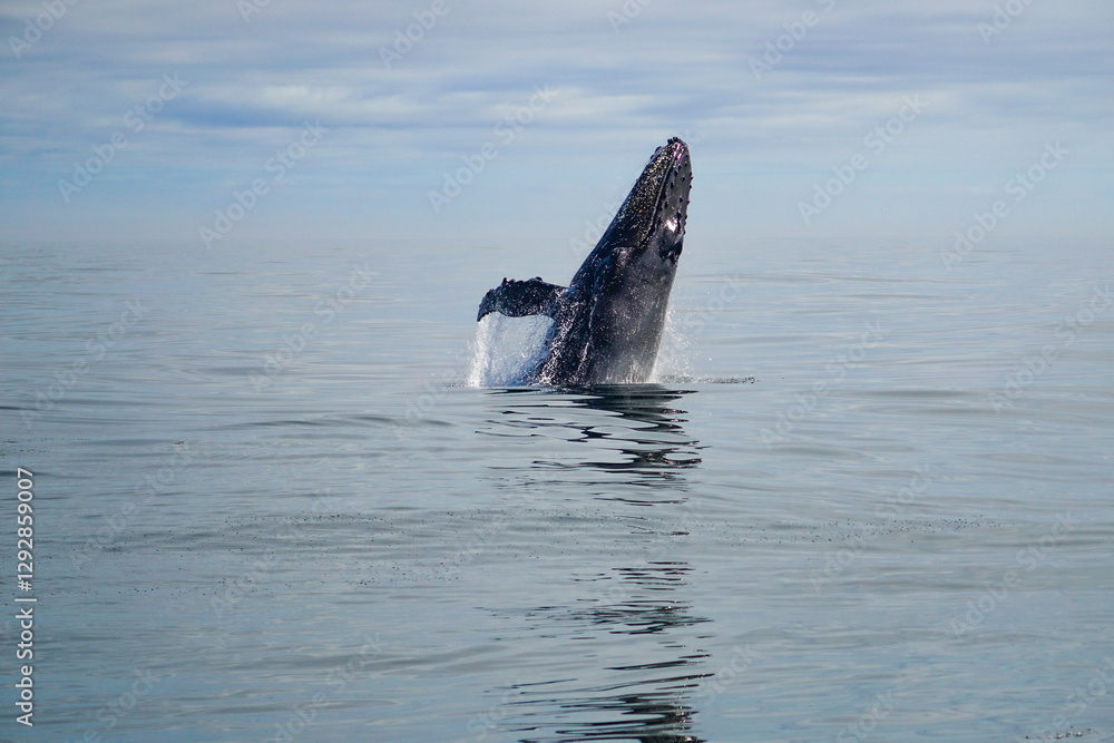 Fototapeta premium Incredible Whale Jumping Out of the Ocean