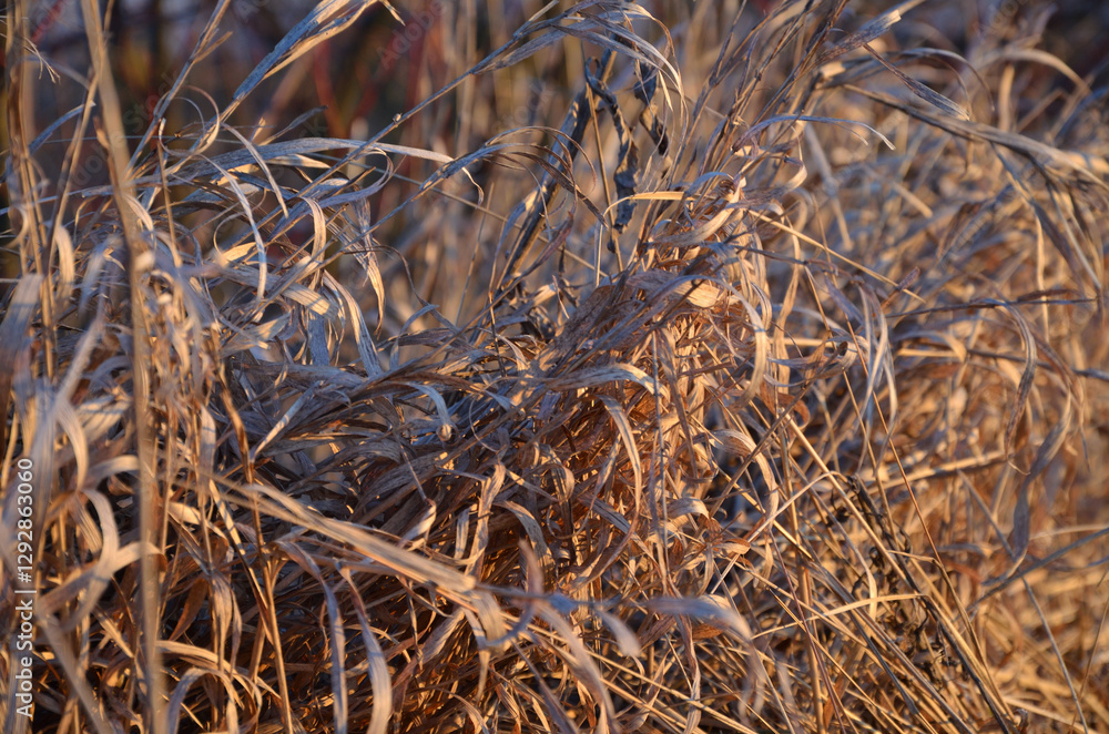 Fototapeta premium close up of straw