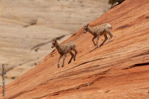 Two Desert Bighorn lambs descend a steep red sandstone mountainside in Zion National Park Utah USA on a sunny spring day with a white sandstone cliff in the distance.