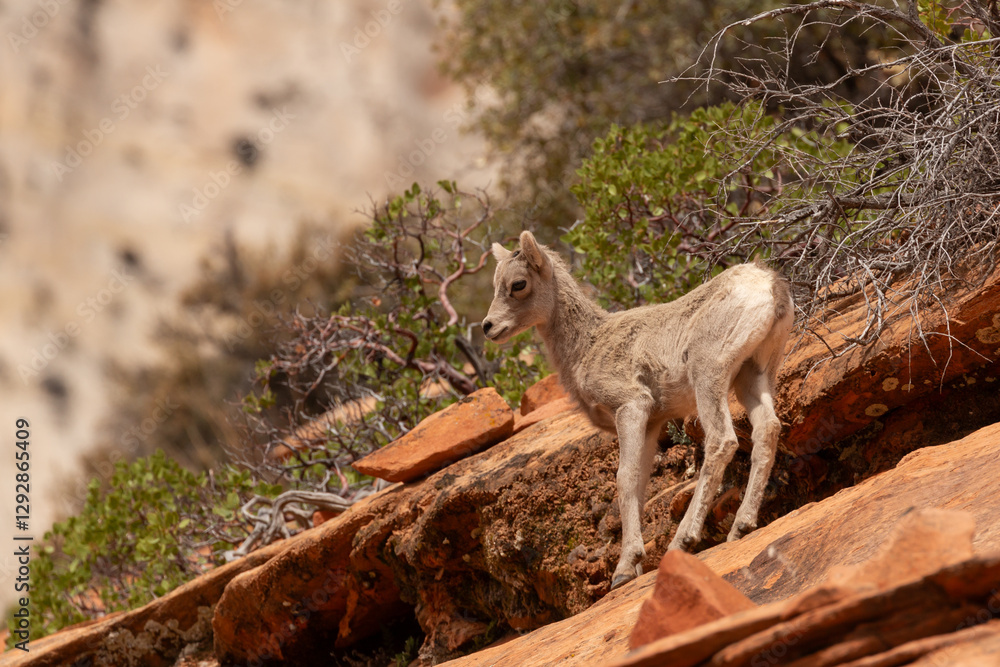Naklejka premium A baby Desert Bighorn Sheep stands on a steep red slickrock slope in the east side of Zion Nat. Park, Ut. USA on a sunny spring day with manzanita bushes and a pale colored cliff in the background.