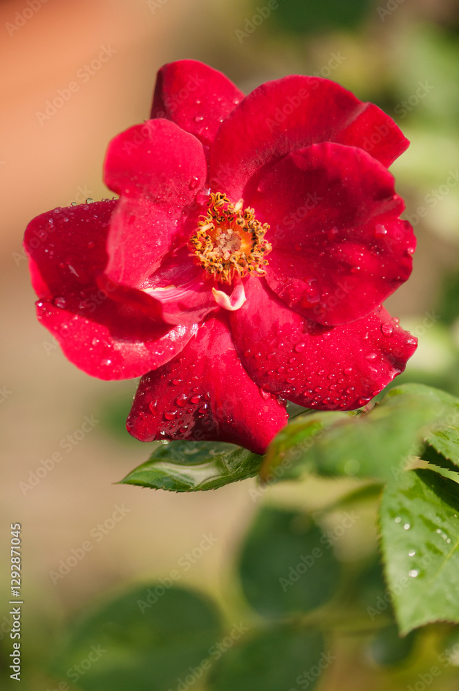 Bright Red Flower of Single Rosa Dusky Maiden. Petals Covered with Water Drops Bright Red Flower of Single Rosa Dusky Maiden. Petals Covered with Water Drops