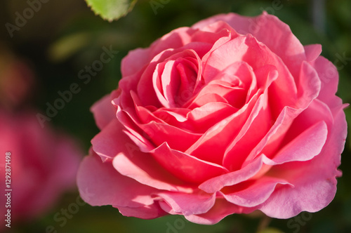 Bright Pink Flower of Rosa Lilian Austin with Heart Shaped Center