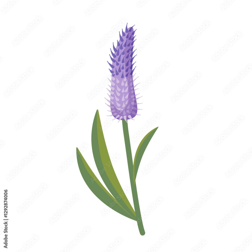 Fototapeta premium Purple celosia flower on a white background. Spring bloom. Isolated vector illustration.