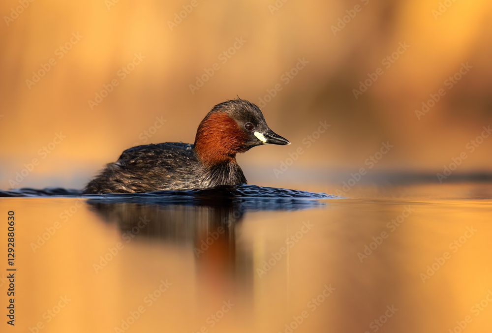 Little grebe close up ( Tachybaptus ruficollis )