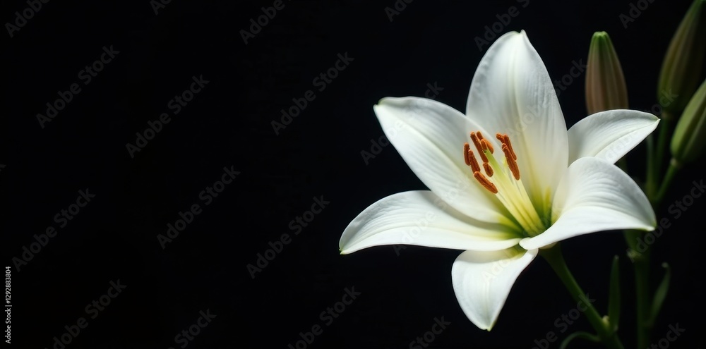 Fototapeta premium Elegant white lilies against deep black background, isolated, macro