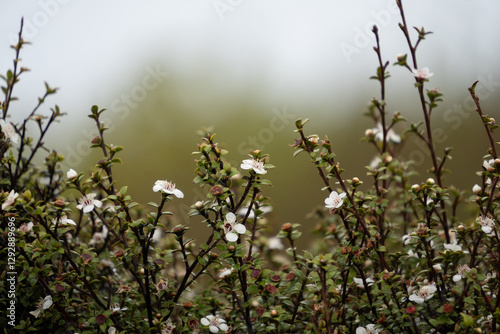 New Zealand native manuka flowers at Bluff, Southland. Textured nature background image with soft, warm greens.